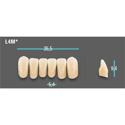 Physiodens Anterior Shade A2 Lower Mould L4M Set 6