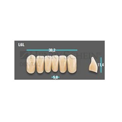 Physiodens Anterior Shade A4 Lower Mould L6L Set 6