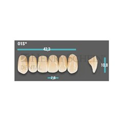 Physiodens Anterior Shade C1 Upper Mould O1S Set 6