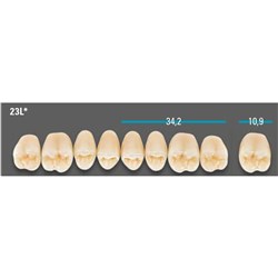 VITA Lingoform Upper Posterior Shade C1 Mould 23L Classical