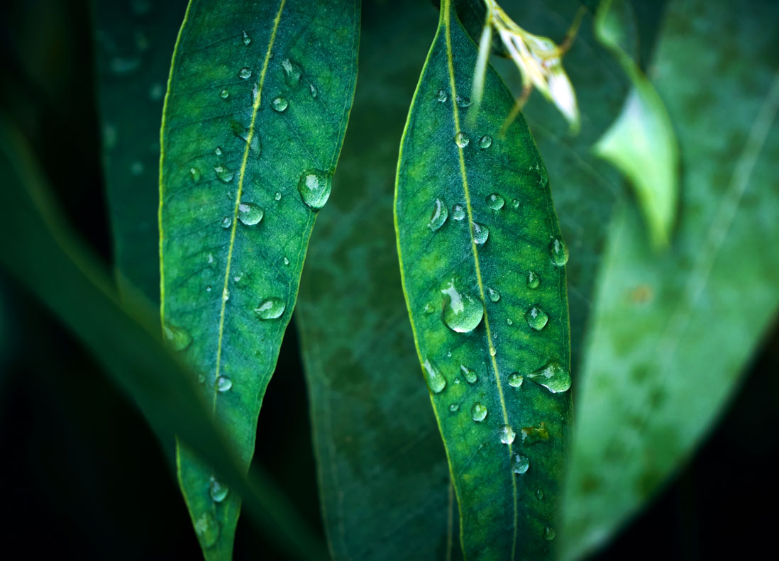 Leaves