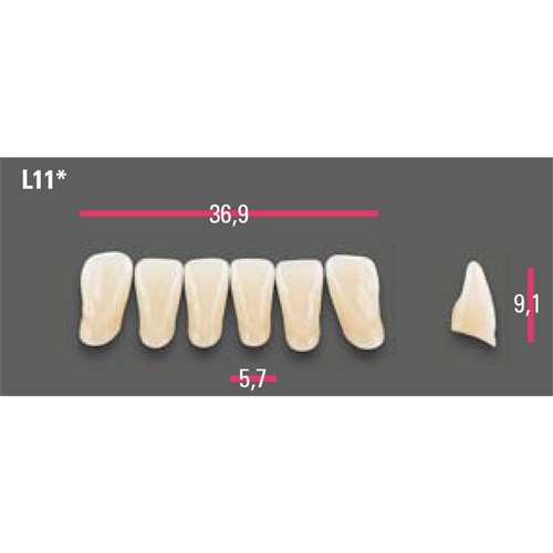 Vitapan Anterior Shade B2 Lower Mould L11 Set 6