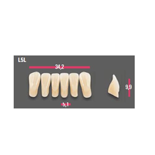 Vitapan Anterior Shade C1 Lower Mould L5L Set 6