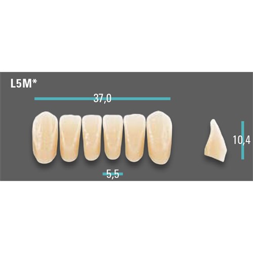 Physiodens Anterior Shade A3 Lower Mould L5M Set 6