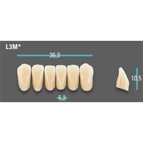 Physiodens Anterior Shade A4 Lower Mould L3M Set 6