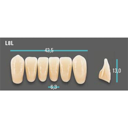 Physiodens Anterior Shade A4 Lower Mould L8L Set 6