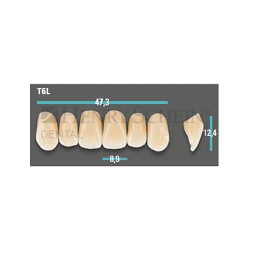 Physiodens Anterior Shade C2 Upper Mould T6L Set 6