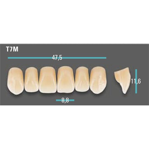 Physiodens Anterior Shade C2 Upper Mould T7M Set 6