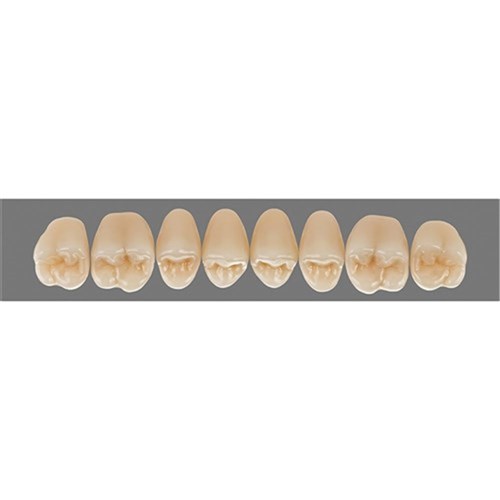 VITA Lingoform Upper Posterior Shade D2 Mould 24L Classical